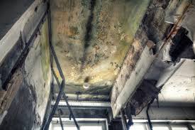 Best Mold Damage Restoration  in Mount Pleasant, UT